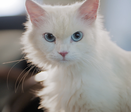 Trice Cat CEO